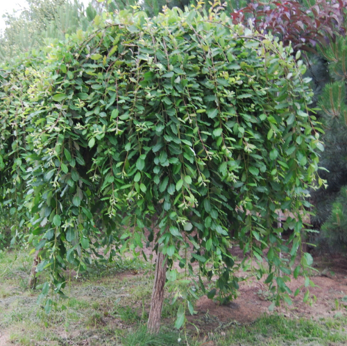 Salix caprea Pendula de vânzare la ghiveci, preț bun ❤️ FloraPris